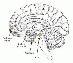 Neurologie van verslaving (Pre Frontale Cortex, Nucleus Accumbens, Ventral Tegmental Area -dopamine-, Amygdlalae -emotionele betekenis-)